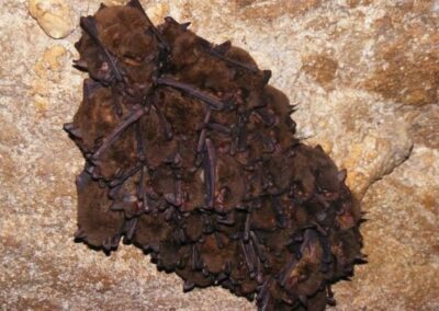 Cluster of bats in the cavern