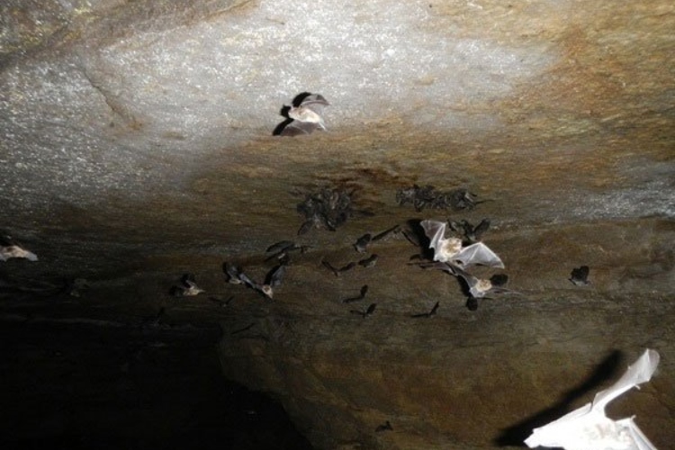 Bats in the cavern