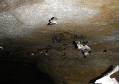 Bats in the cavern