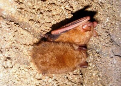 Bat in the cavern